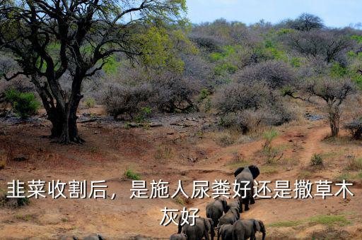韭菜收割后，是施人尿糞好還是撒草木灰好