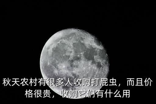 秋天農(nóng)村有很多人收購打屁蟲，而且價(jià)格很貴，收購它們有什么用