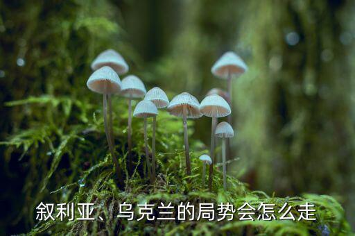 敘利亞、烏克蘭的局勢(shì)會(huì)怎么走