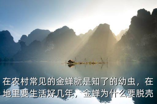 在農(nóng)村常見的金蟬就是知了的幼蟲，在地里要生活好幾年，金蟬為什么要脫殼