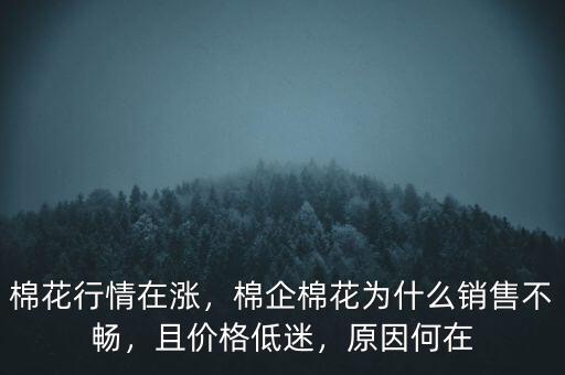 棉花行情在漲，棉企棉花為什么銷售不暢，且價格低迷，原因何在