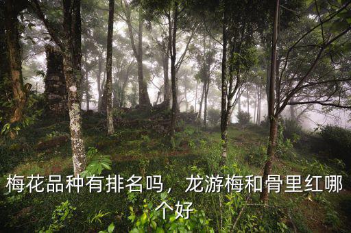 梅花品種有排名嗎，龍游梅和骨里紅哪個好