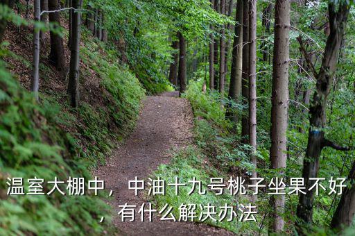 溫室大棚中，中油十九號桃子坐果不好，有什么解決辦法
