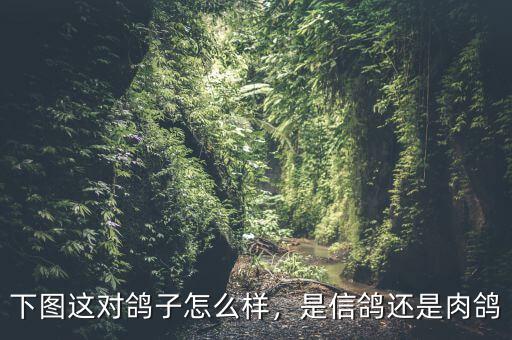 下圖這對(duì)鴿子怎么樣，是信鴿還是肉鴿