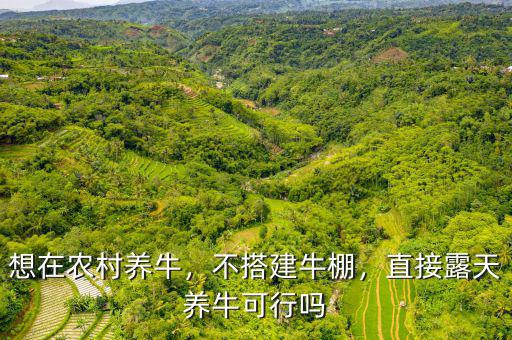 想在農村養(yǎng)牛，不搭建牛棚，直接露天養(yǎng)?？尚袉? class=