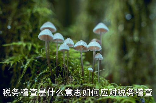 什么是稅務(wù)稽查積案，稅務(wù)稽查本指什么