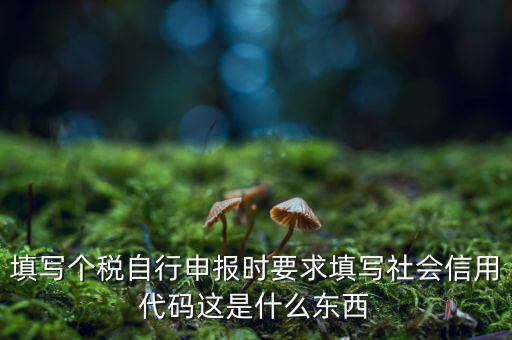 填寫個(gè)稅自行申報(bào)時(shí)要求填寫社會信用代碼這是什么東西