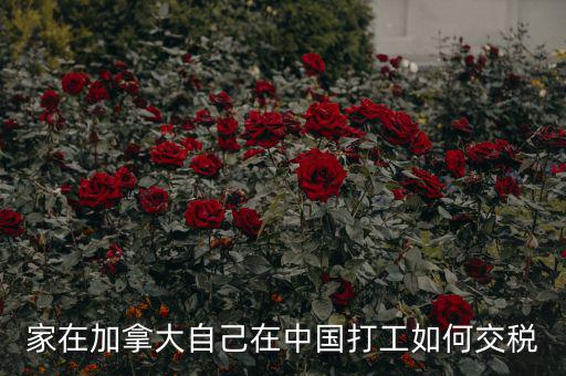 加拿大如何征稅，注冊加拿大公司怎么報稅